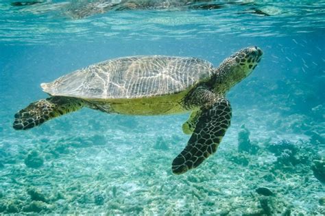 Can turtles breathe underwater - The experts claim that turtles switch to a unique physical mechanism that helps them sleep underwater. They drop their metabolism, reduce their heart rate and oxygen consumption, which allows them to stay underwater for long hours without breathing.
